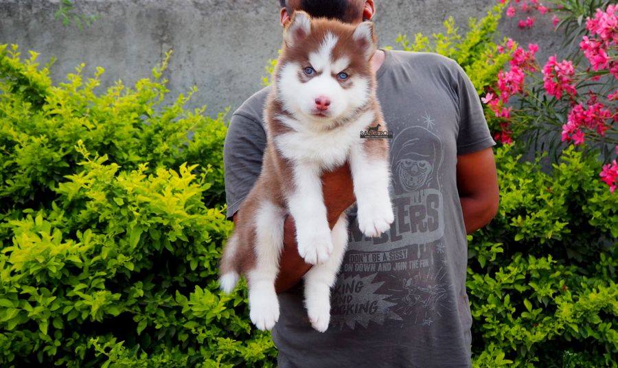 Image of Siberian Husky posted on 2022-08-22 04:07:05 from Mumbai