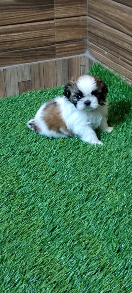 SHIHTZU puppies from NOIDA. Breeder: Suraj Tomar