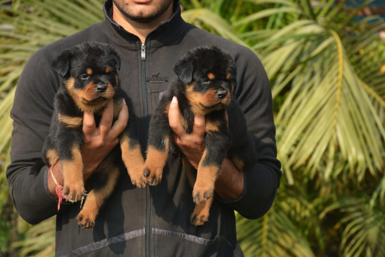 Rottweiler puppies from mumbai. Breeder: Swapnil