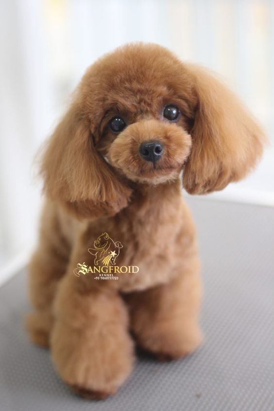 Toy poodle puppies from Mumbai. Breeder: Swapnil