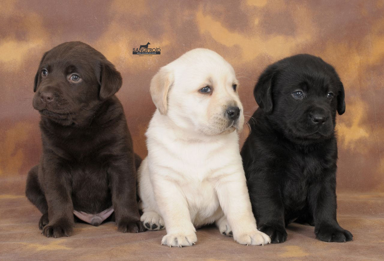 pic of Labrador posted on 2022-08-22 04:07:05