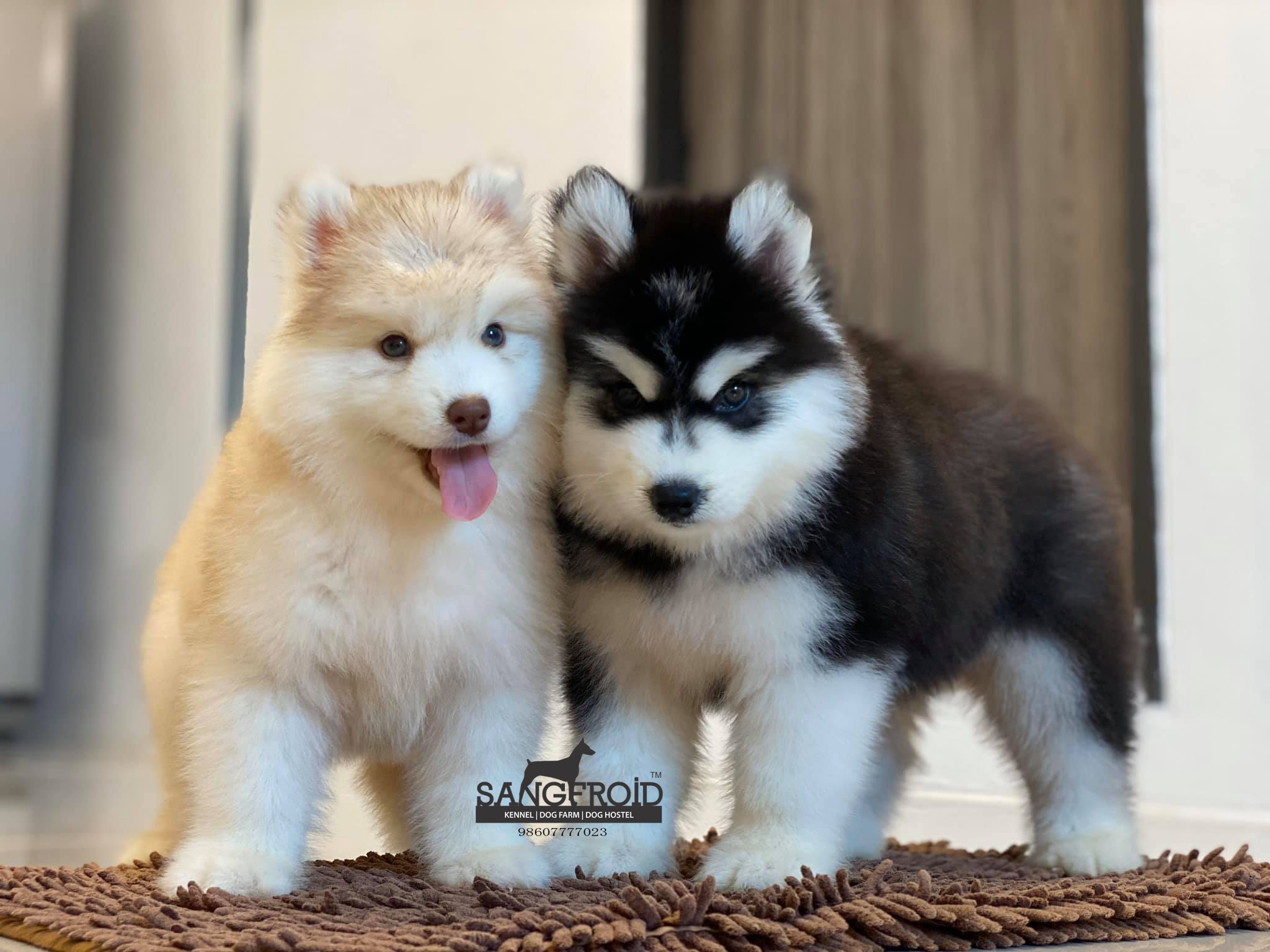 pic of Siberian Husky posted on 2022-08-22 04:07:05