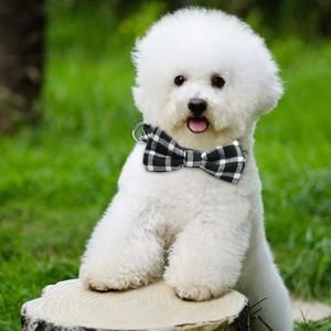 pic of Bichon Frise posted on 2022-08-22 04:07:05