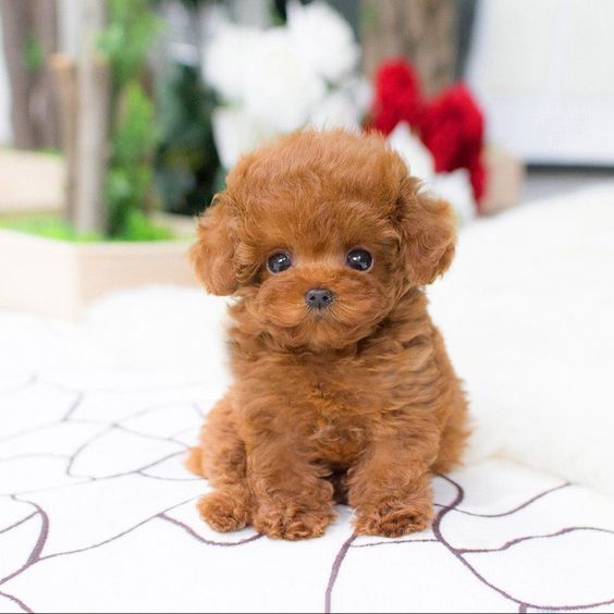 Image of Toy Poodle posted on 2022-08-22 04:07:05 from mumbai