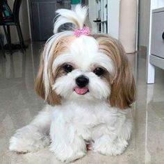 Image of Shih Tzu posted on 2022-08-22 04:07:05 from Mumbai