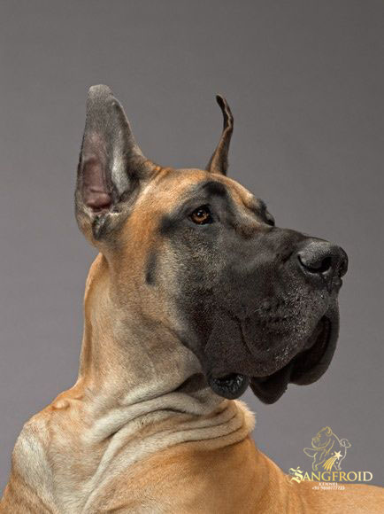 pic of Great Dane posted on 2022-08-22 04:07:05