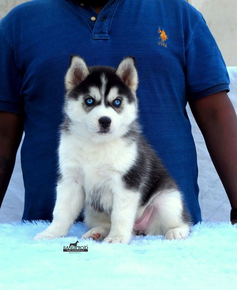 pic of Siberian Husky posted on 2022-08-22 04:07:05