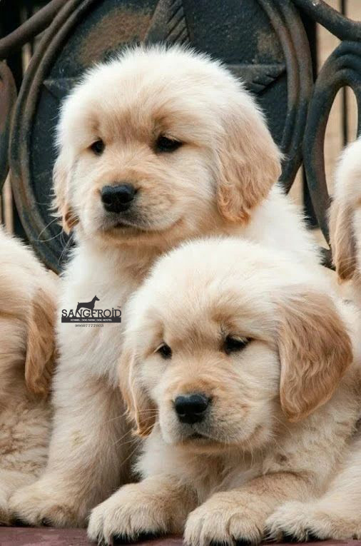 Image of Golden Retriever posted on 2022-08-22 04:07:05 from PUNE