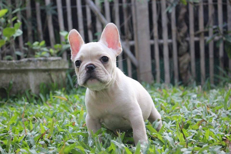 Image of french bulldog posted on 2022-08-22 04:07:05 from Mumbai