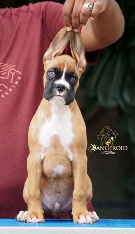 Image of BOXER posted on 2022-08-22 04:07:05 from mumbai