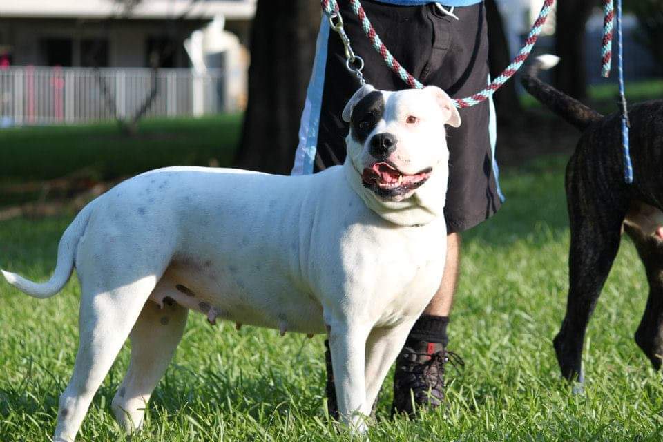 Image of AMERICAN BULLDOG posted on 2022-03-26 13:00:08 from NEW DELHI