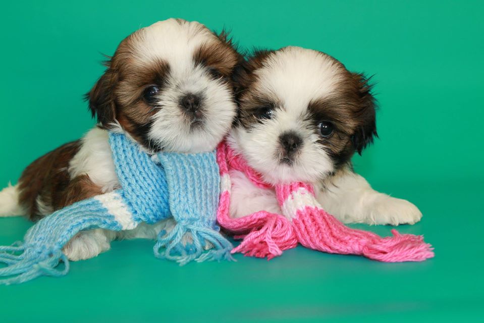Image of SHIH TZU posted on 2022-08-22 04:07:05 from PUNE