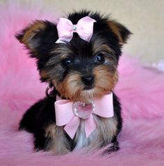 Image of Yorkshire Terrier posted on 2022-08-22 04:07:05 from pune