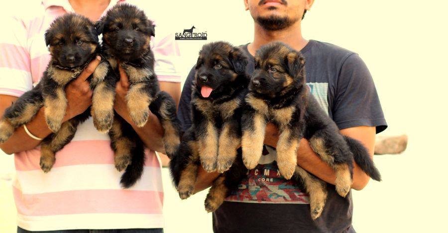 Image of German Shepherd posted on 2022-08-22 04:07:05 from pune