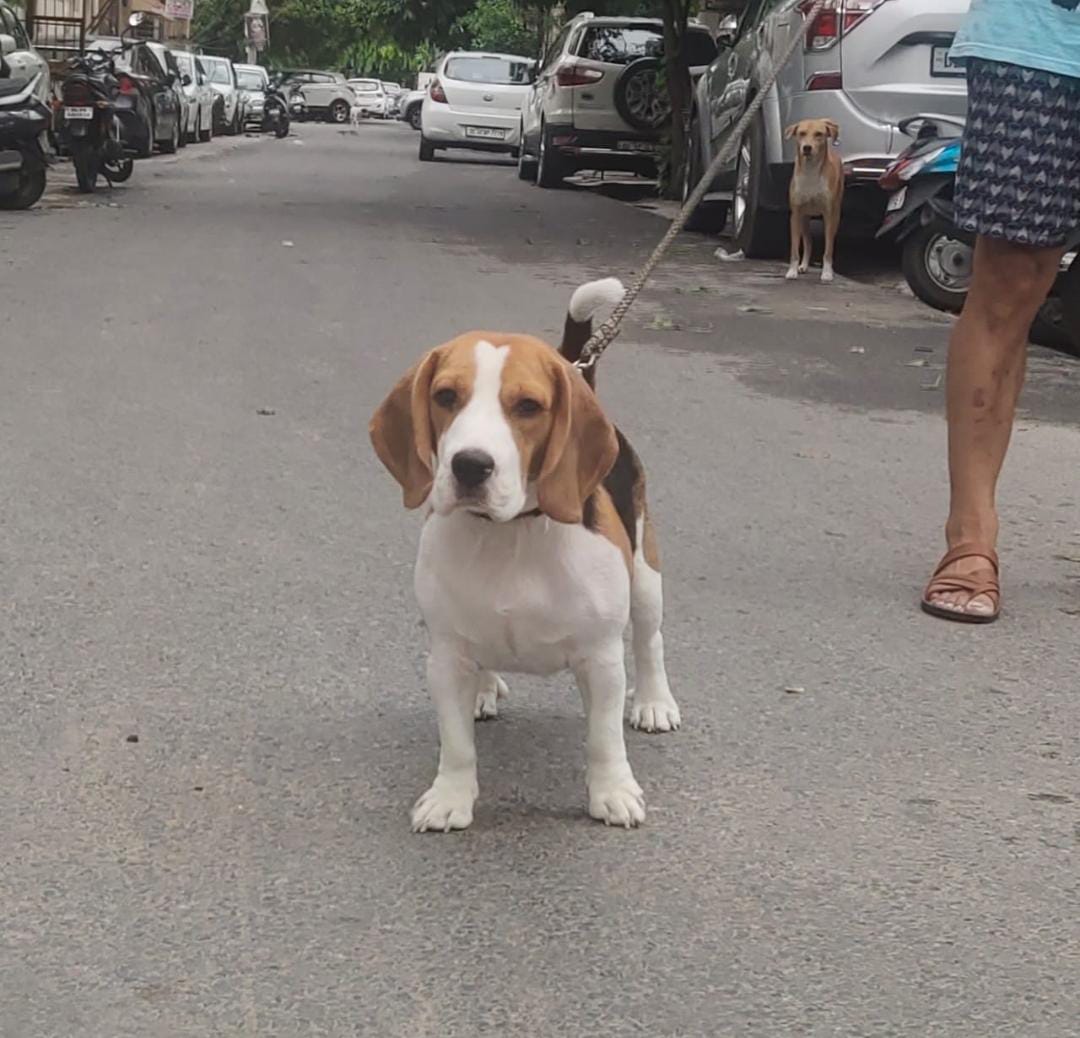 Image of BEAGLE posted on 2022-03-26 13:00:08 from NEW DELHI