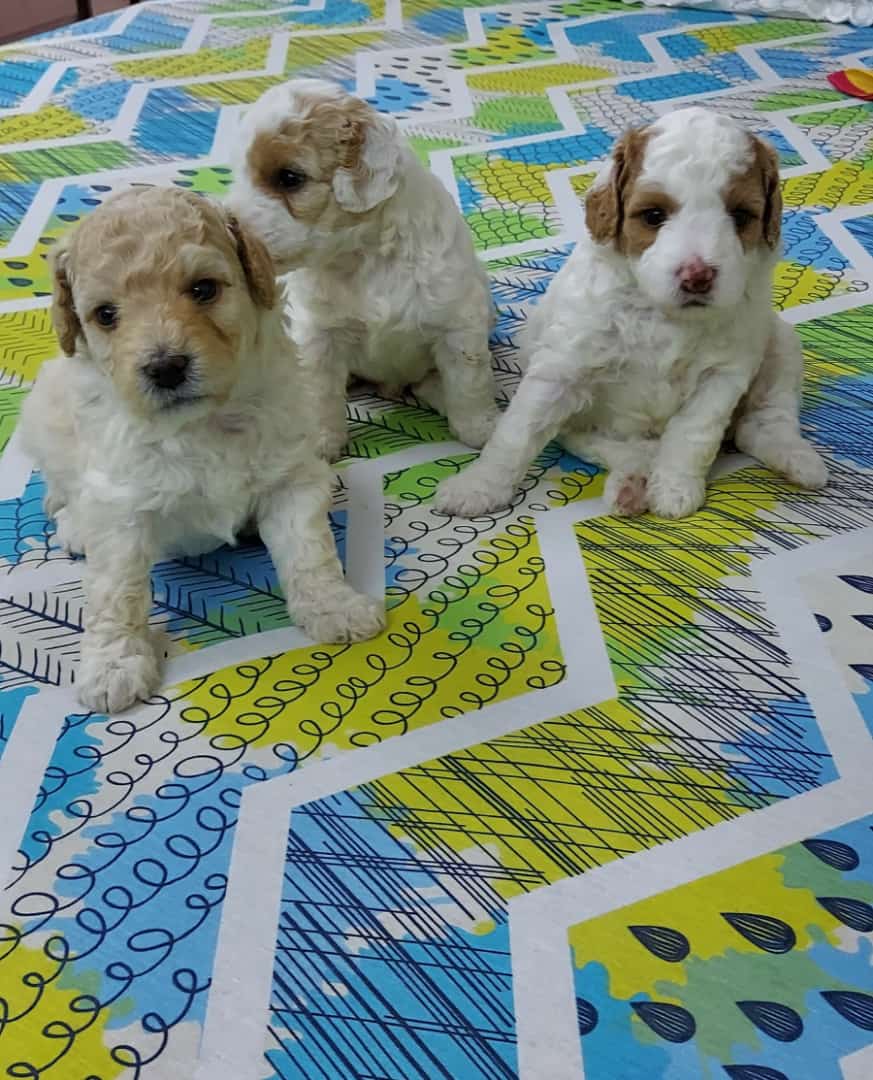 Image of POODLE posted on 2022-03-26 13:00:08 from NEW DELHI