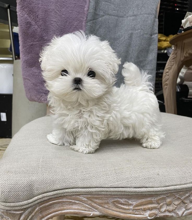pic of Bichon Frise posted on 2022-08-22 04:07:05