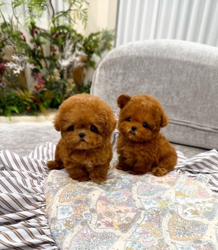 Image of Toy Poodle posted on 2022-08-22 04:07:05 from Mumbai