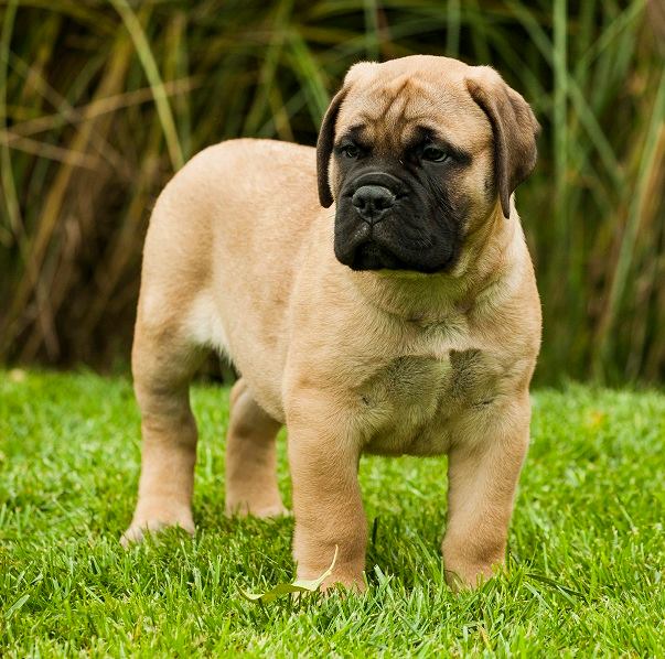 Image of Bullmastiff posted on 2022-03-13 14:06:50 from Thiruvananthapuram