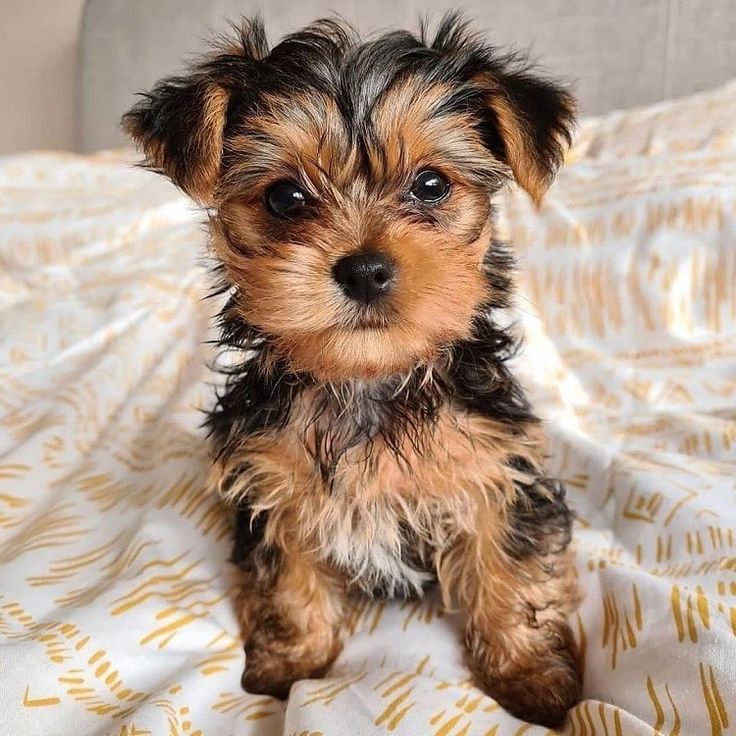 Image of Yorkshire Terrier posted on 2022-08-22 04:07:05 from mumbai