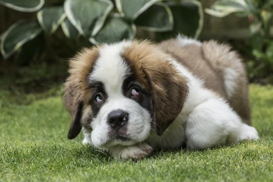 Image of saint bernard posted on 2022-03-13 14:06:50 from kochi