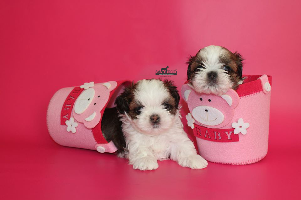 Image of shih tzu posted on 2022-08-22 04:07:05 from PUNE