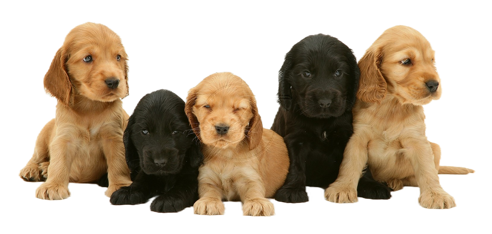 Image of Cocker Spaniel posted on 2022-08-22 04:07:05 from Mumbai