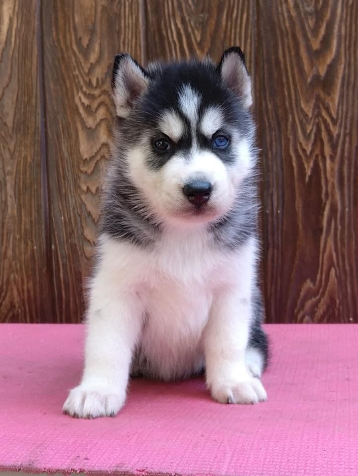 Image of Siberian husky posted on 2022-08-22 04:07:05 from Mumbai