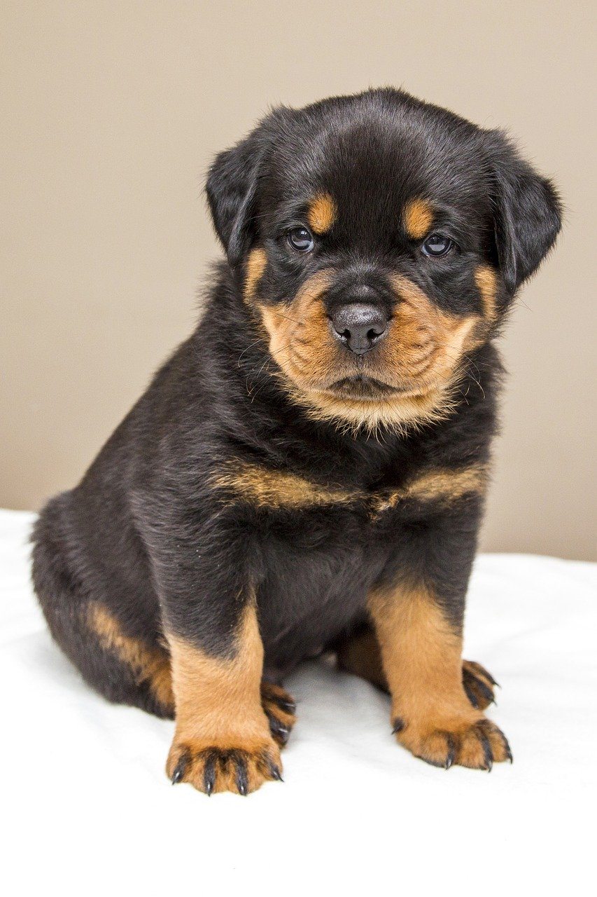 black-and-tan-rottweiler-puppy