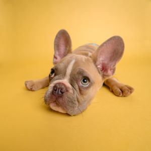  Picture of 5 dog breeds suitable for Indian weather