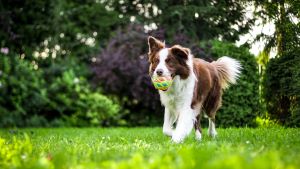  Picture of 2 basic commands every dog owner should master