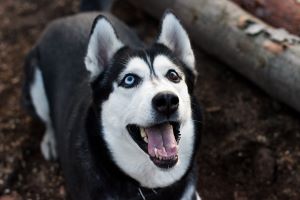  Picture of Husky Training tips