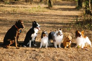  Picture of Most loyal dog breeds – Part 1