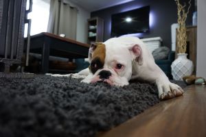  Picture of Most Lazy Dog Breeds Perfect for a Couch Potato Owner
