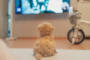  Picture of Can dogs watch TV and understand what they see?