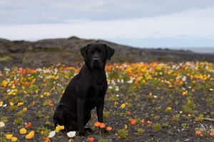 image for Labrador Dog Breed Information Characteristics and Price