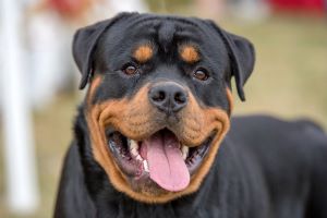  Picture of Rottweiler Dog Breed Information, Characteristics & Price