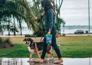  Picture of Dog walking - Pro tips