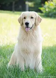 Golden Retriever Pale Fawn