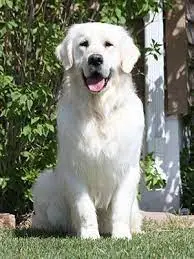 Golden retriever white