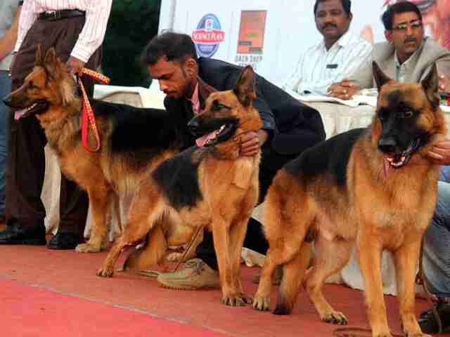 Register Labrador Retriever Puppies in India