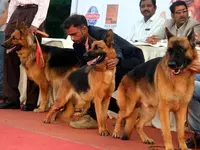  Picture of What is KCI - Kennel Club of India