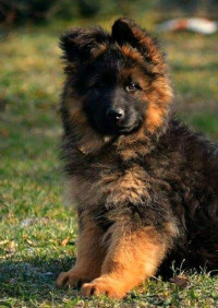 Long Haired GSD Puppy