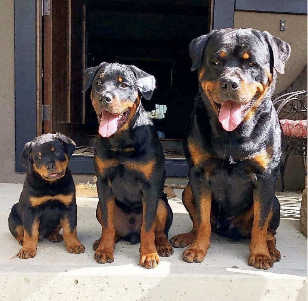 Adorable Rottweiler family