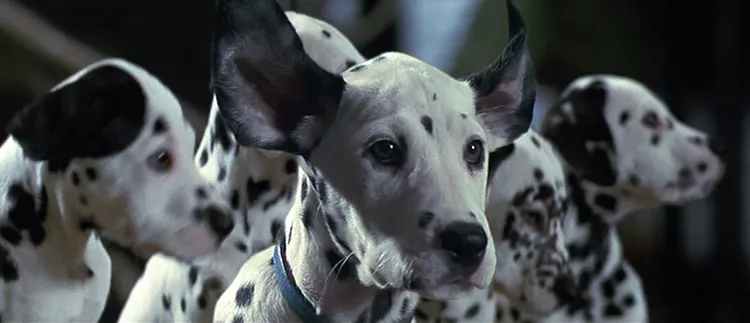 10 Best dog movies to watch